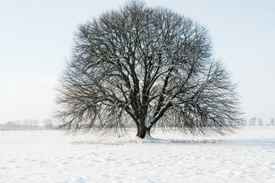 Bare tree on snow covered field against sky