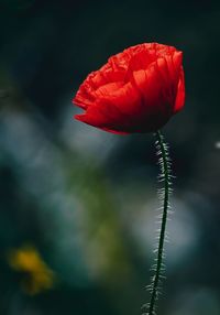 Close-up of red rose flower