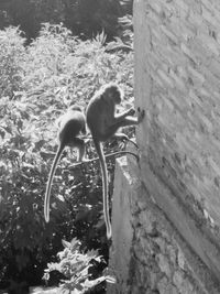 Monkey sitting on stone wall