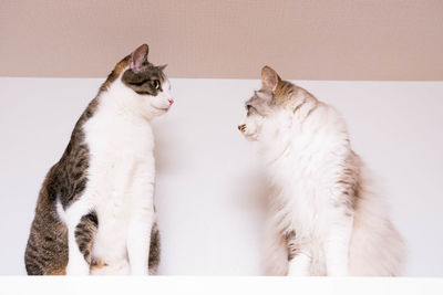 Cat sitting against white background