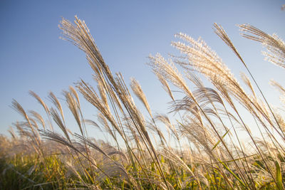 Close-up of stalks in field against clear sky