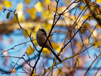 Low angle view of bird perching on branch