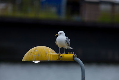 Close-up of bird perching on street light