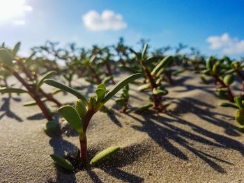 Close-up of plant growing on sunny day