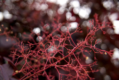 Close-up of leaves