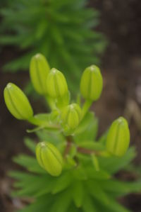 Close-up of green flower buds