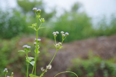 Close-up of flowers blooming outdoors