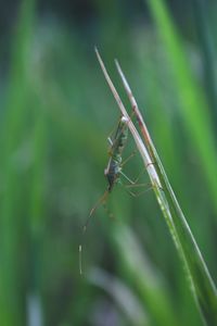 Close-up of insect on leaf