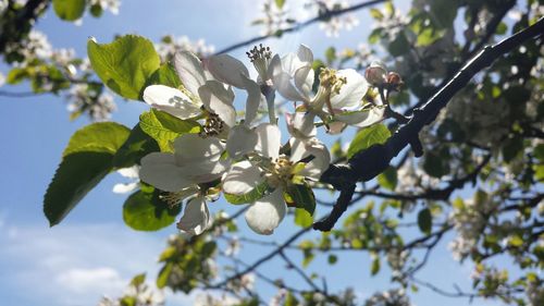 Low angle view of flowers on tree