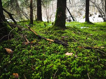 Trees in forest