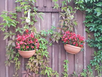 Potted plants in yard against wall