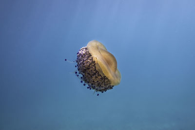 Close-up of jellyfish swimming in sea