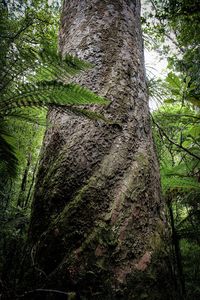 Low angle view of tree trunk in forest