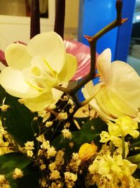 Close-up of white flowers