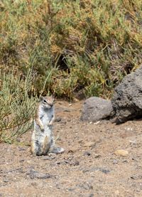 Cat sitting on rock