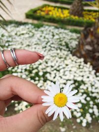 Close-up of cropped hand holding daisy