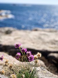 Close-up of purple flowering plant in sea