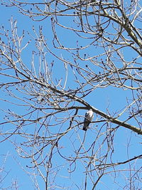 Low angle view of bare tree against clear blue sky