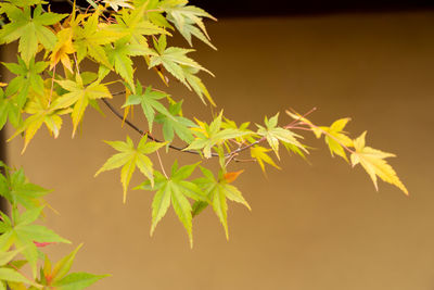 Close-up of maple leaves