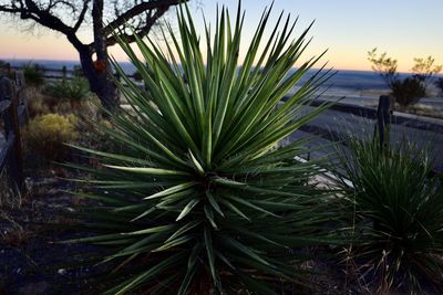 Close-up of succulent plant on field against sky