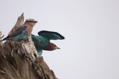 Low angle view of bird perching against clear sky