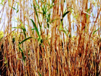 Close-up of stalks in field