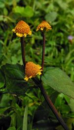 Close-up of flower against blurred background