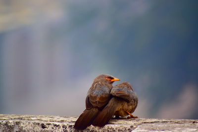 Close-up of bird perching on wood