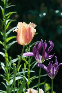 Close-up of pink rose flower