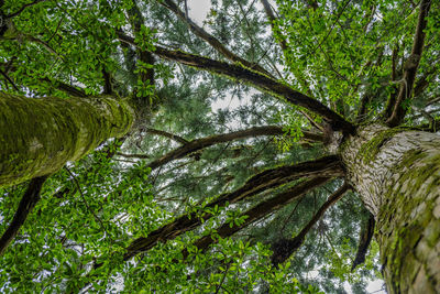 Low angle view of tree in forest