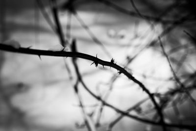 Close-up of bare branches against blurred background