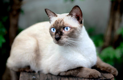 Portrait of cat sitting outdoors