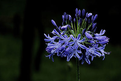 Close-up of purple flowering plant against black background