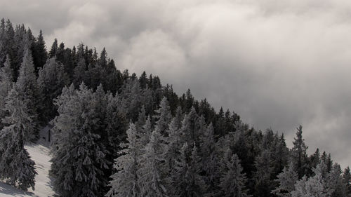Pine trees in forest against sky during winter