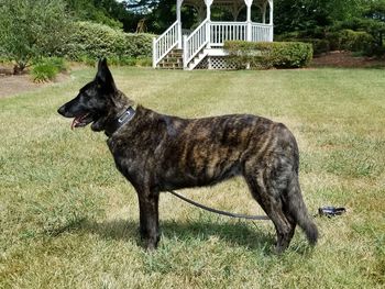 Black dog on grass