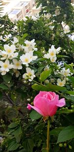 Close-up of pink flowering plants