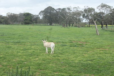 Horse on field against trees