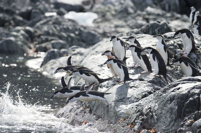 Close-up of penguins