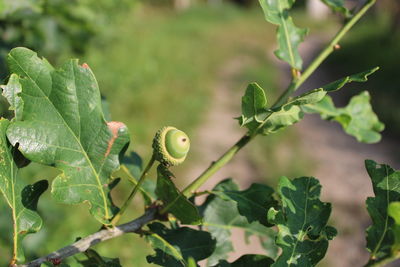 Close-up of snail on plant