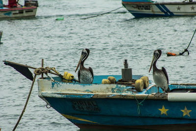 Boats moored at harbor