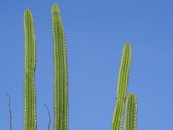 Low angle view of cactus against blue sky on sunny day