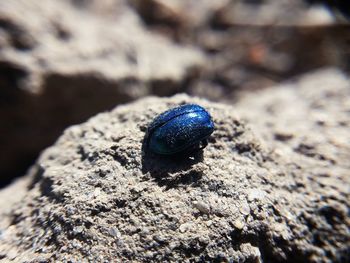 Close-up of insect on rock