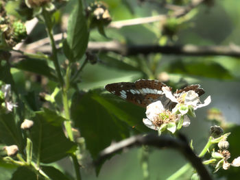 Close-up of butterfly pollinating flower