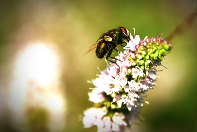 Close-up of bee pollinating on flower