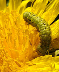 Close-up of yellow flower