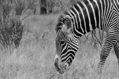 Zebra portrait black and white