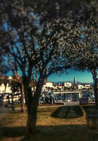 Trees in city