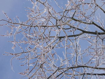 Low angle view of bare tree branches against clear blue sky