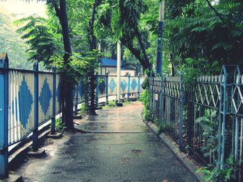 Footpath amidst trees and plants in city