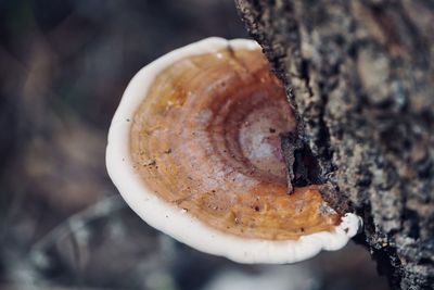 Close-up of mushroom growing on tree trunk